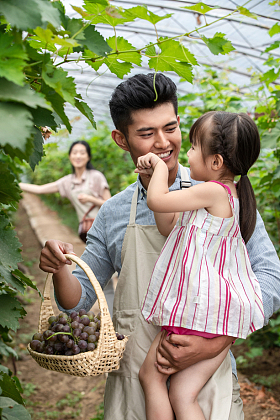 东方家庭采摘葡萄