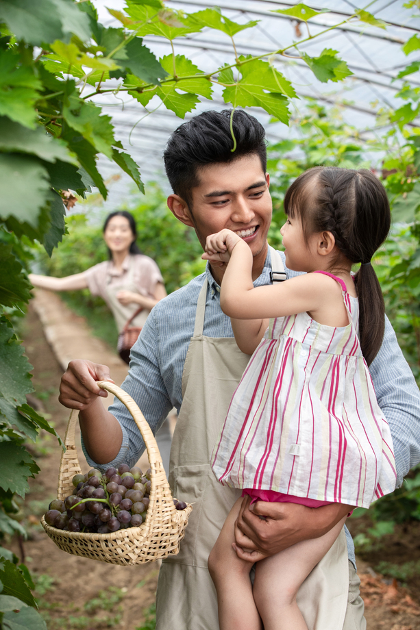 东方家庭采摘葡萄 东方家庭采摘葡萄