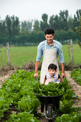东方父子采摘蔬菜