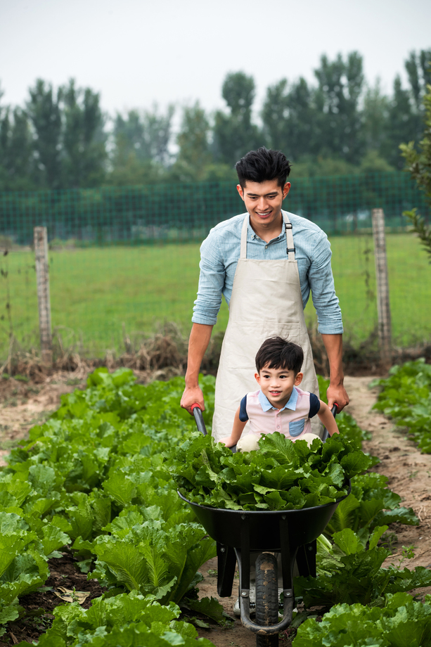 东方父子采摘蔬菜 东方父子采摘蔬菜