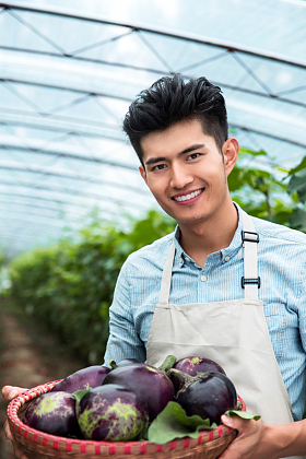 东方青年男人采摘茄子