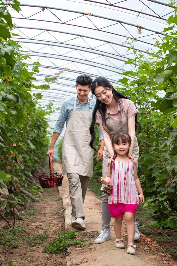 幸福家庭采摘葡萄图片 幸福家庭采摘葡萄图片