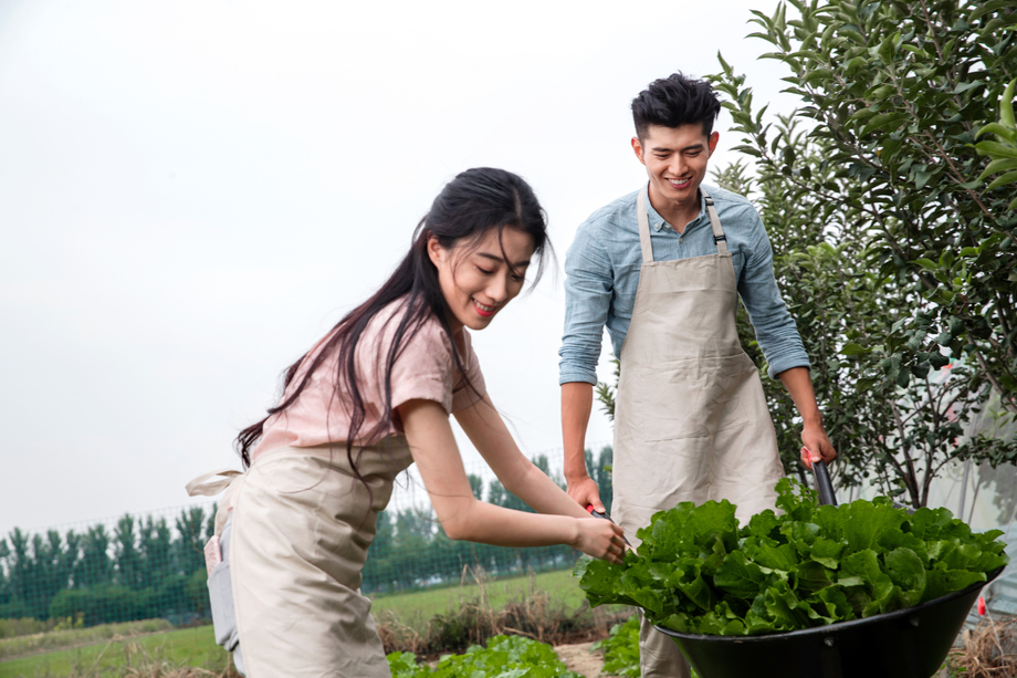 东方夫妇采摘蔬菜照片
