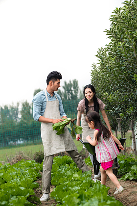 东方家庭采摘蔬菜