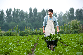 东方青年人采摘蔬菜图片