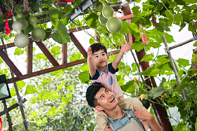 东方父子摘葫芦图片
