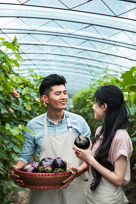 东方夫妇在采摘茄子图片