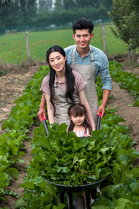 东方家庭采摘蔬菜图片