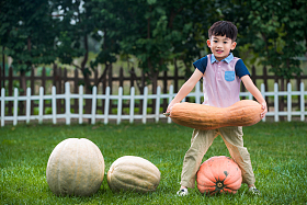 东方儿童搬南瓜