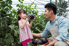 东方父女在采摘茄子图片