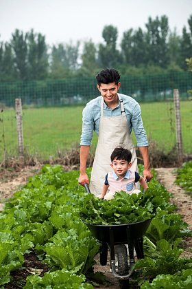 东方父子采摘蔬菜