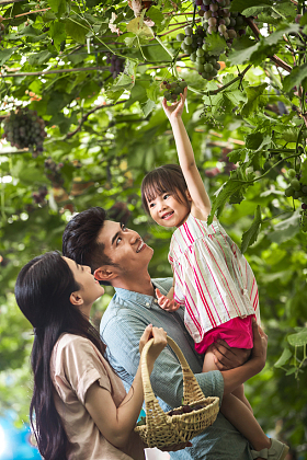 幸福家庭在采摘葡萄