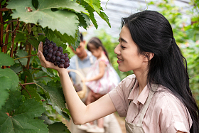 幸福家庭采摘葡萄