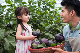 东方父女在采摘茄子图片