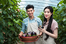东方夫妻采摘茄子