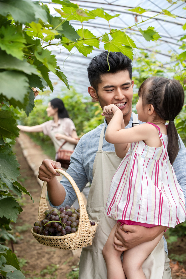 东方家庭采摘葡萄 东方家庭采摘葡萄