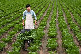 东方青年人采摘蔬菜照片