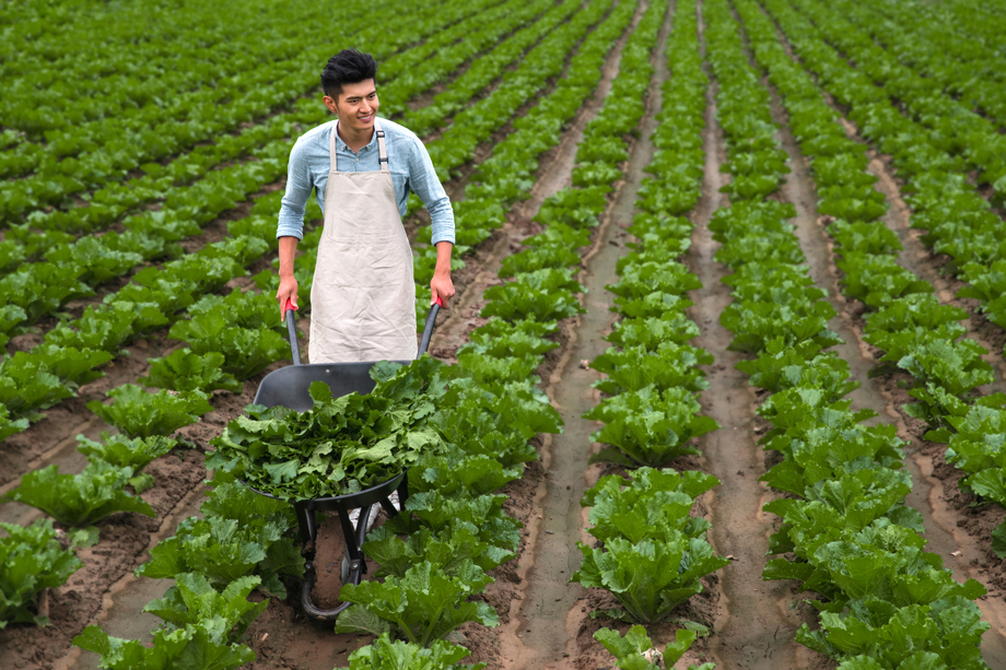 东方青年人采摘蔬菜照片 东方青年人采摘蔬菜照片