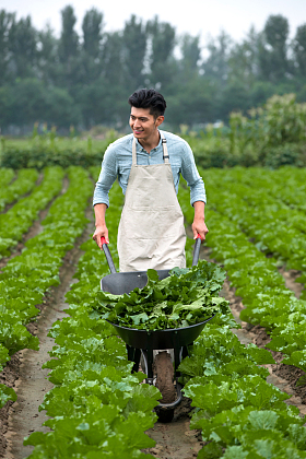 东方青年人采摘蔬菜图片
