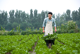 东方青年人采摘蔬菜
