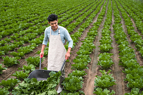 东方青年人采摘蔬菜照片