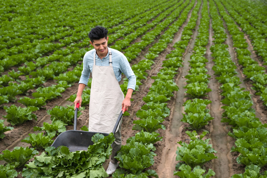 东方青年人采摘蔬菜照片