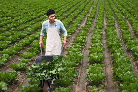 东方青年人采摘蔬菜图片