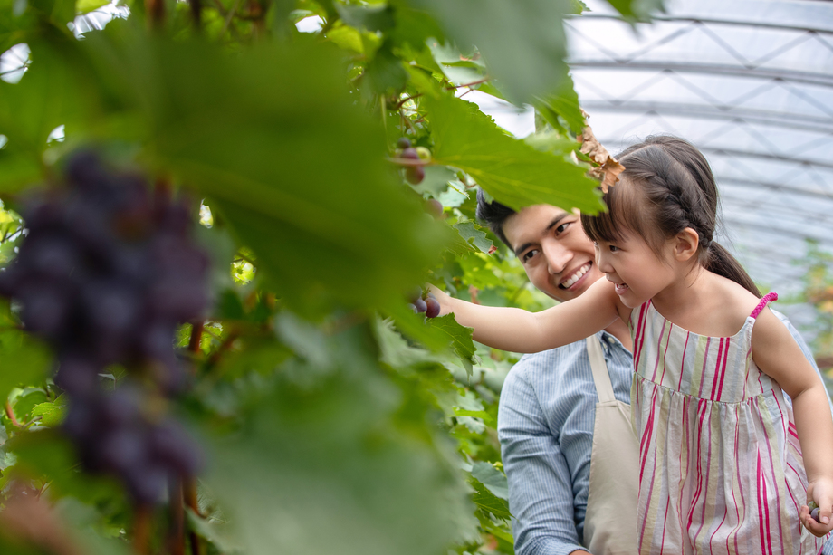 幸福父女采摘葡萄图片 幸福父女采摘葡萄图片