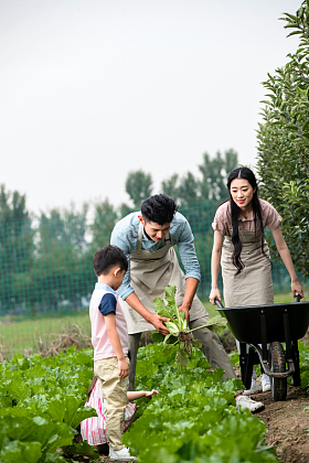 东方四口之家采摘蔬菜图片