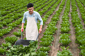 东方青年人采摘蔬菜图片