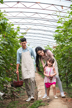 幸福家庭采摘葡萄