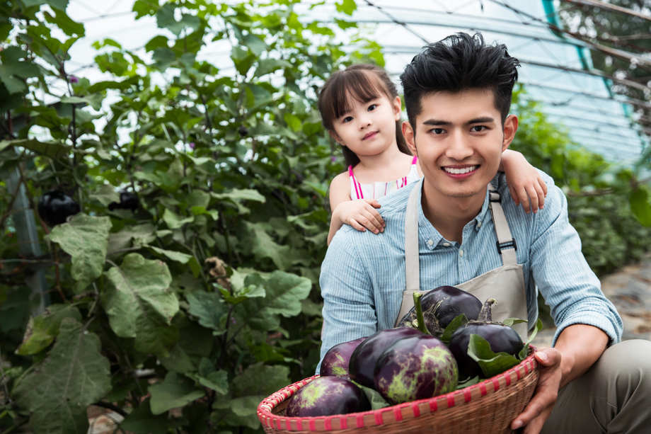 东方父女在采摘茄子 东方父女在采摘茄子