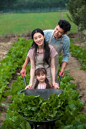 东方家庭采摘蔬菜