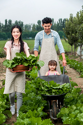 东方家庭采摘蔬菜