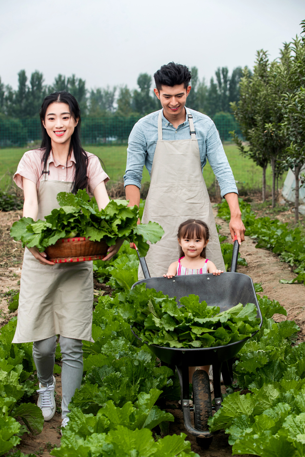 东方家庭采摘蔬菜 东方家庭采摘蔬菜