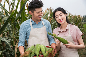 东方夫妇采摘玉米图片