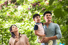幸福家庭在采摘葡萄照片