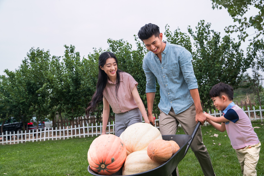 东方三口之家搬运南瓜 东方三口之家搬运南瓜