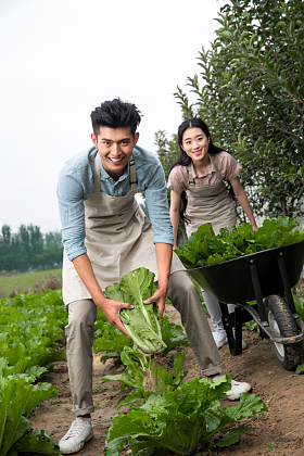 东方家庭采摘蔬菜