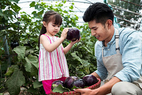 东方父女在采摘茄子图片