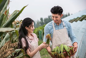 东方夫妇采摘玉米照片