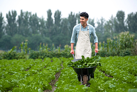 东方青年人采摘蔬菜图片