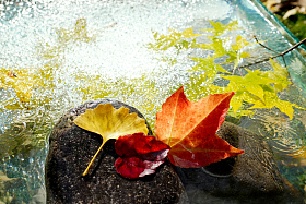 水中的红叶枫叶银杏叶图片