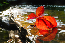 阳光下池塘中的爬山虎