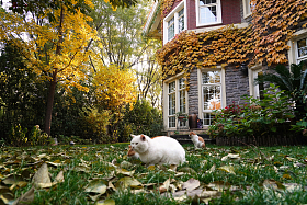 私家别墅的庭院图片