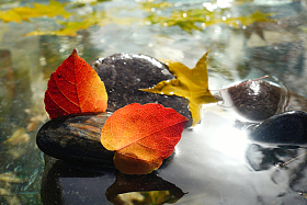水中的红叶枫叶