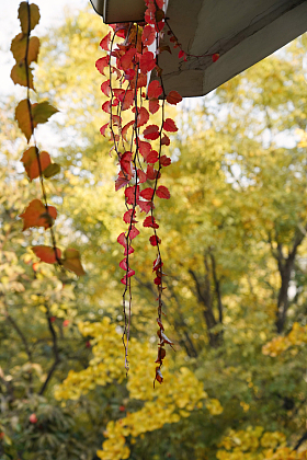从房檐垂落下的爬山虎