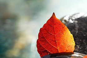 淋过雨的红叶图片