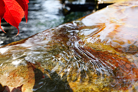 阳光下的池塘照片