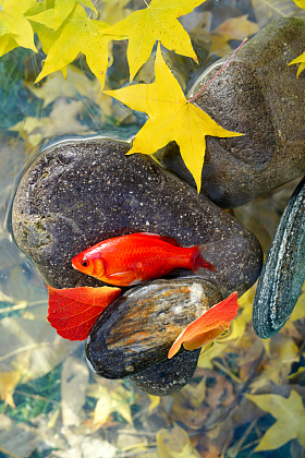 秋天池塘中的金